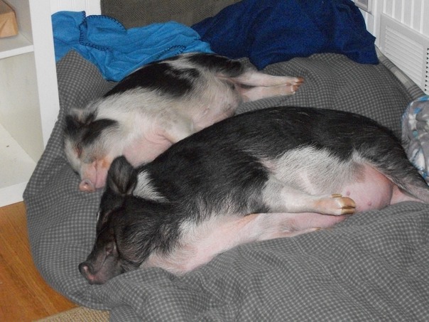 この新しい毛布はとても柔らかいです。