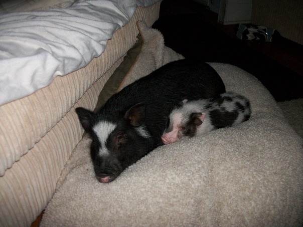 彼は私を保護します