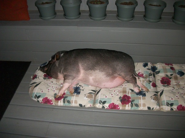 夕食の準備ができたときに私を得る来る