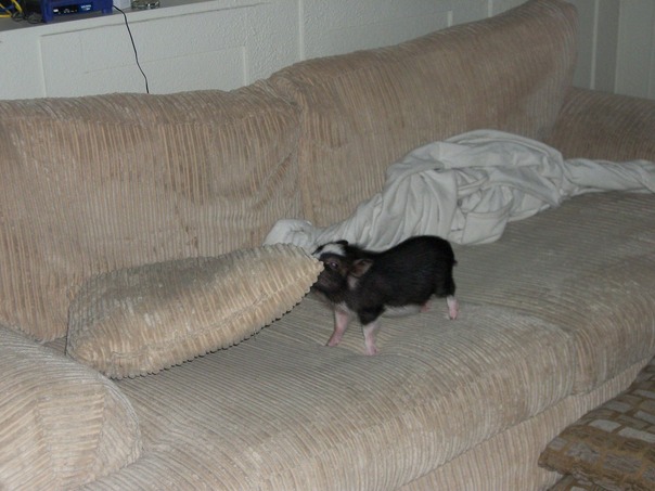 私はそれをしたい場所お奨めは、それを置く