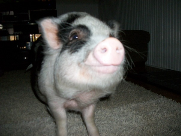 あなたは、食品の権利を持っている