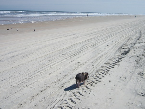 ビーチコンバー