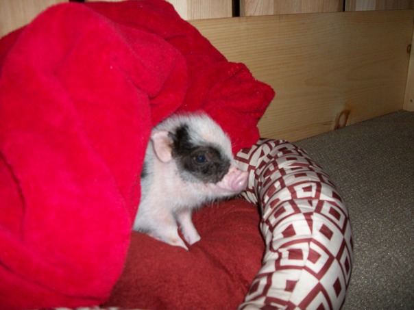 私の小さな女の子の赤ちゃん