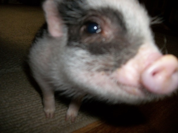 どのようにあなたがやって